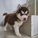 Siberian Husky (Pure breed)