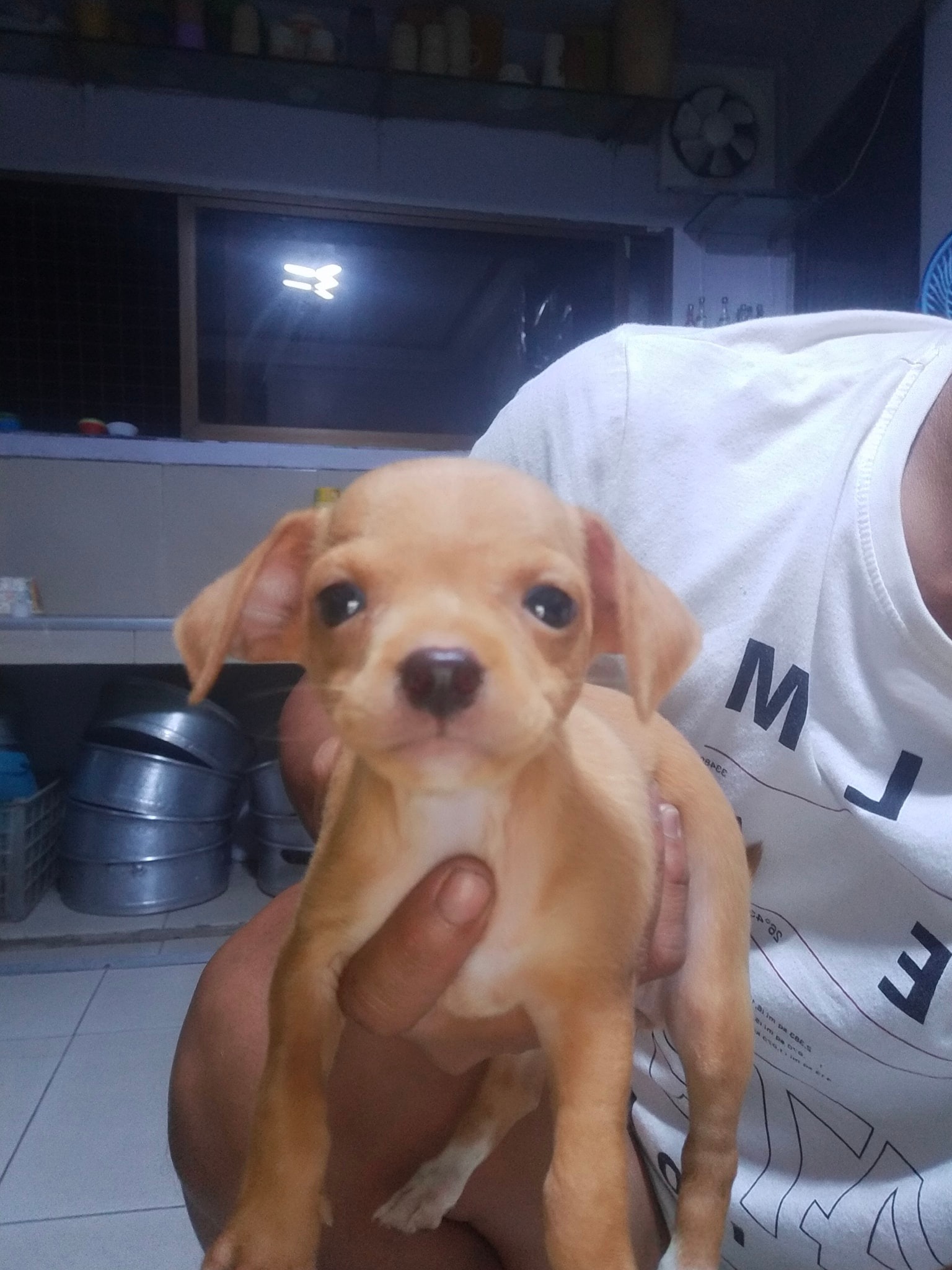 Chihuahua Puppies for sale in Philippines -Metro manila or Luzon area  09685789141