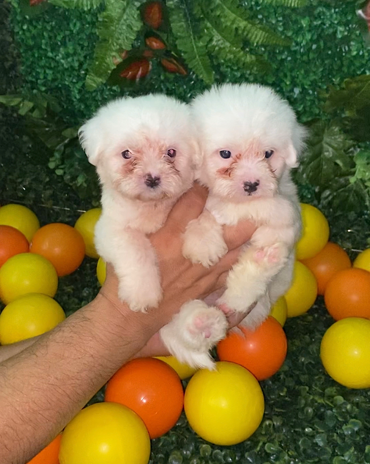 Maltese
