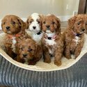 Golden Doodle Puppies-0