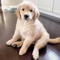 Golden retrievers puppies available-2