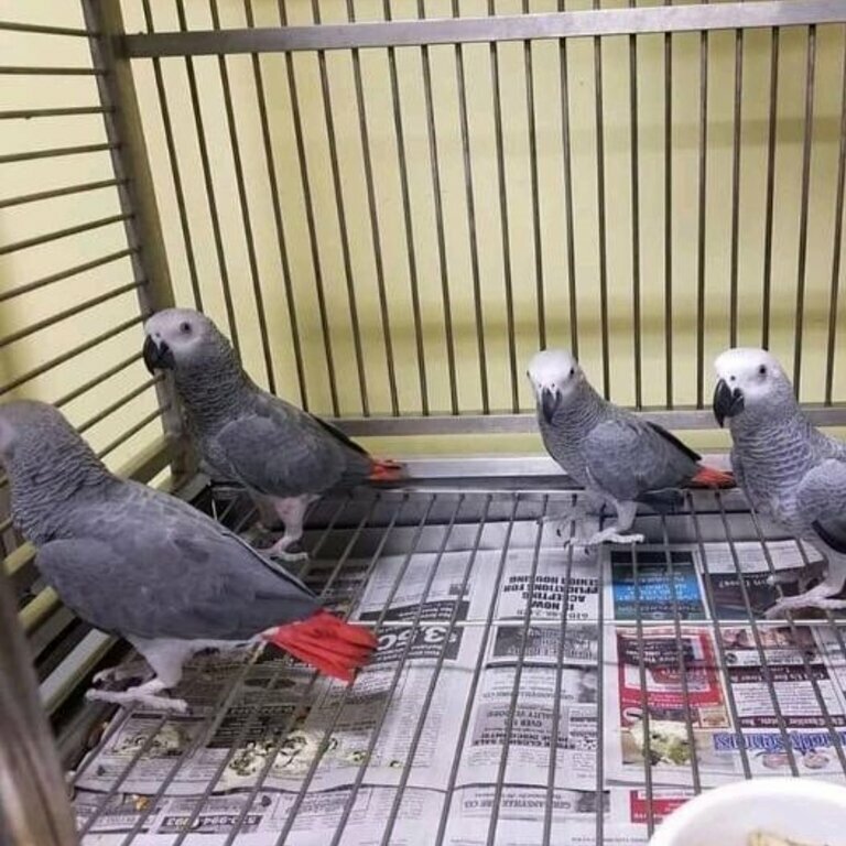 champions african grey parrots