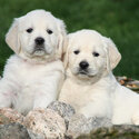 Golden Retriever Puppies for sale-0