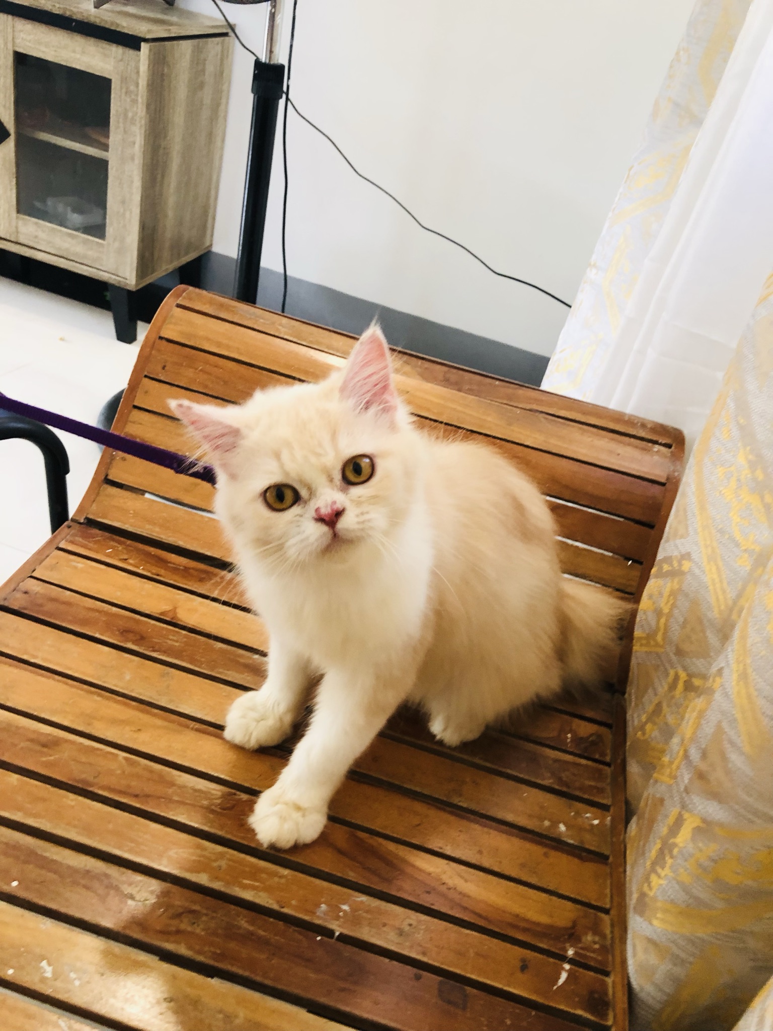 Female Persian kitten for sale