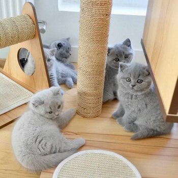 happy British Shorthair kittens for adoption
