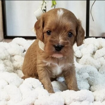 Cavoodle Puppies