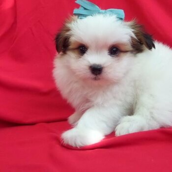 Adorable Shih Tzu Puppy's....whatsapp me or viber at:  +639192705547