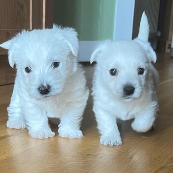 Westie Puppies