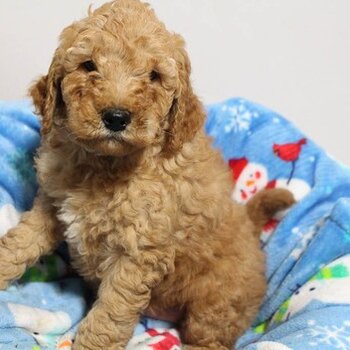 Pedigree Goldendoodle Puppies