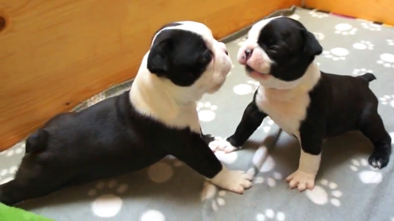 Boston Terrier puppies for sale /Adoption in Metro Manila Philippine  [Boston Terrier dog ]