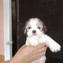 Pure Bred Lhasa Apso Cute Puppies-4