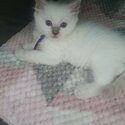 SPHYNX CAT - Ragdoll Kittens / Sphynx Kittens for sale Metro Manila [CATS]  09685789141-3