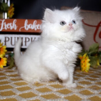 Life Companion Munchkin kitten