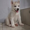 Siberian Husky (Pure breed)-1