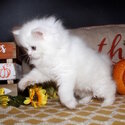 Life Companion Munchkin kitten-1