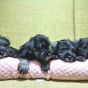 Quality Miniature Schnauzer Puppies-1