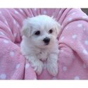 Maltese Puppies For Sale.whatsapp me or viber at:  +639192705547