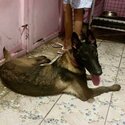 Belgian Malinois Pure Breed female 7 months old-3