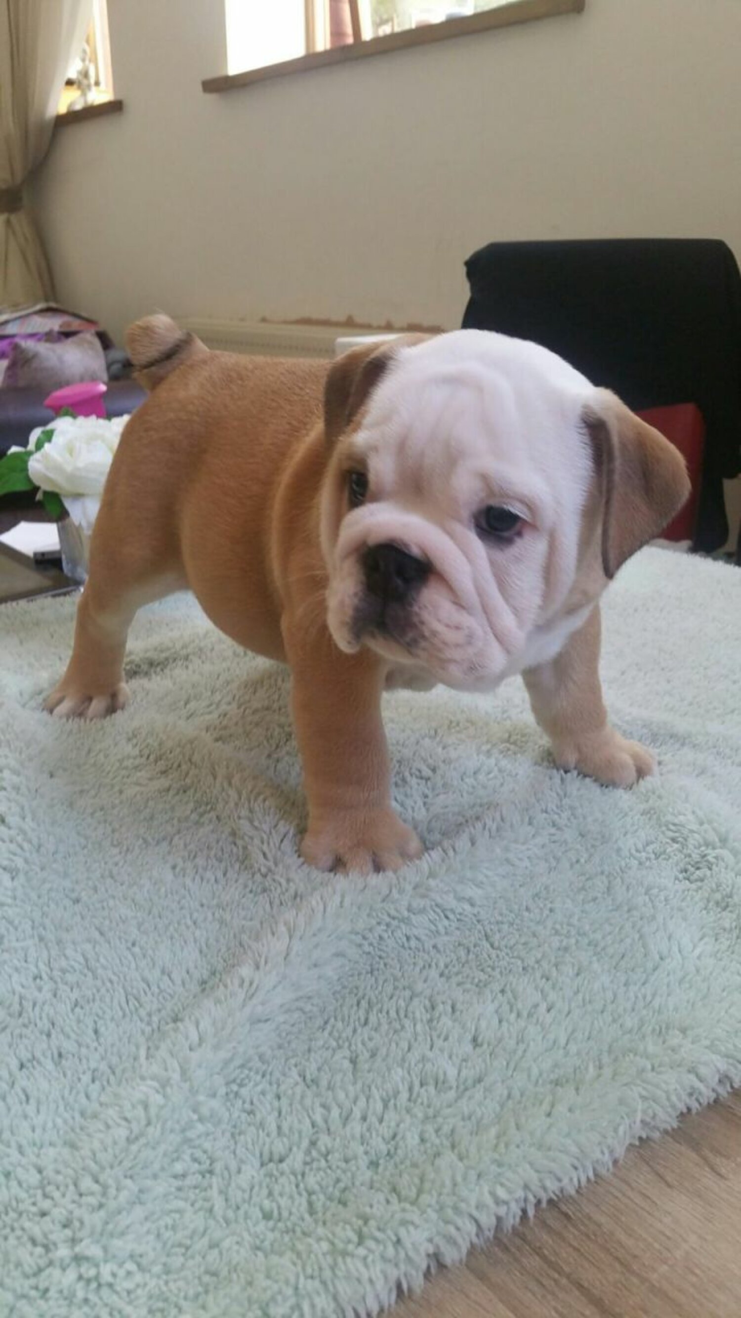 English bulldog puppy for adoption