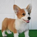 Pembroke welsh corgi puppies for sale( Contact WhatsApp +63 909 238 4705 or Viber +63 9687207187)