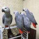 african grey parrot for adoption-0