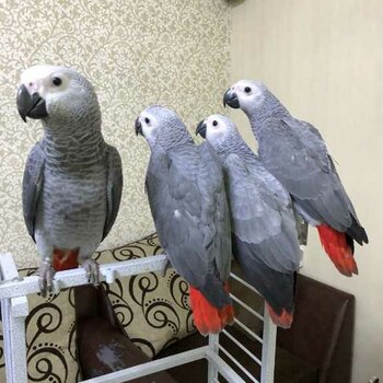 african grey parrot for adoption