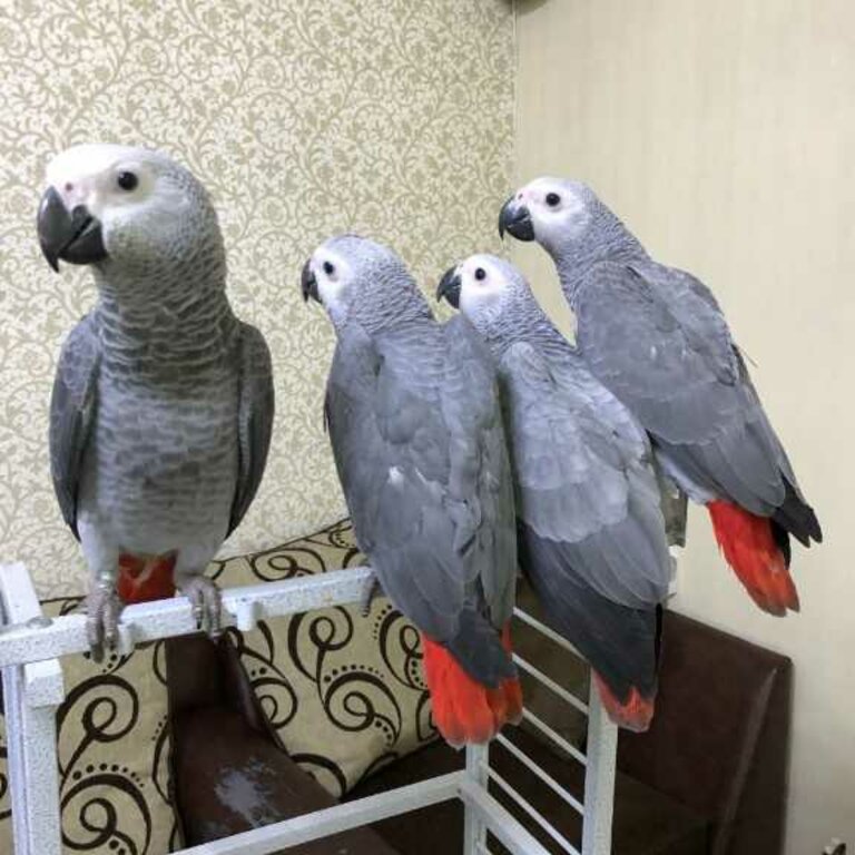 african grey parrot for adoption