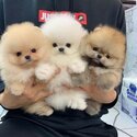 Beautiful Pomeranian puppies for good homes-0