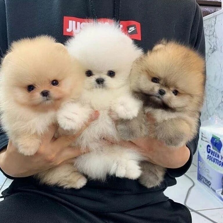 Beautiful Pomeranian puppies for good homes