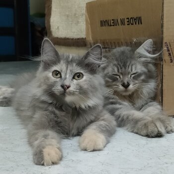 PERSIAN - GRAY TORTIE- FEMALE (AUBREY)