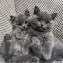 Healthy British short Hair kittens-0