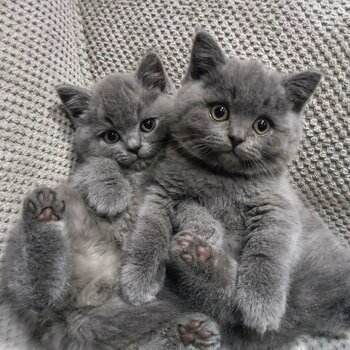 Healthy British short Hair kittens