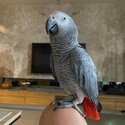 champions african grey parrots