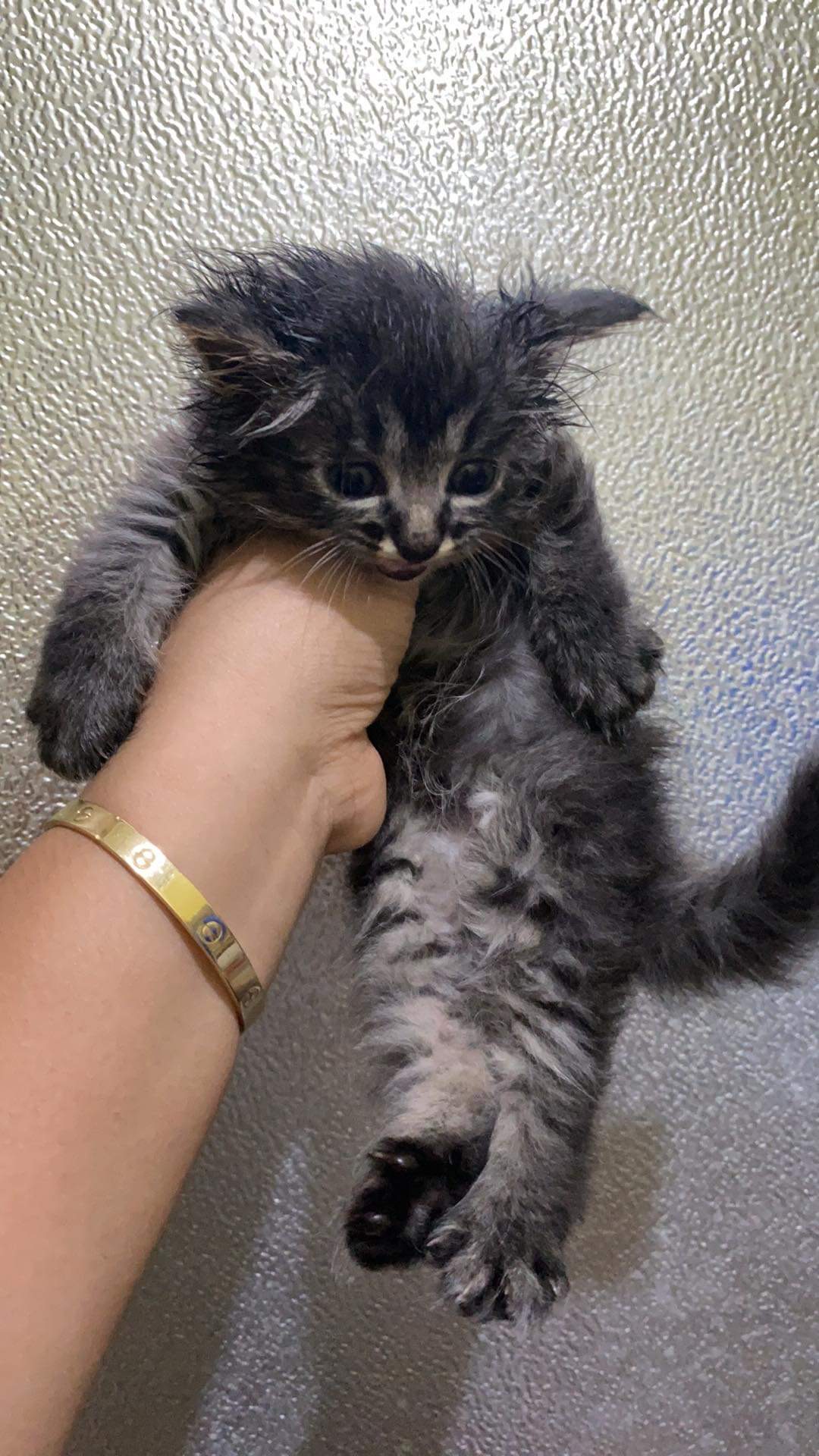 For sale Pure persian big bone