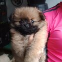 Male and Female Pomeranian, Dewormed and Vaccinated, 2 Months Old-4