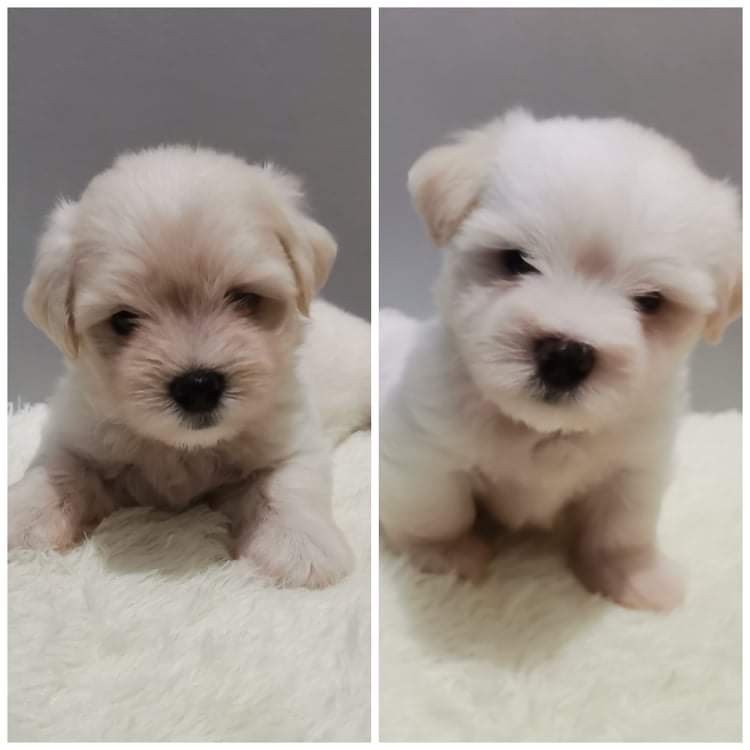 Pure Maltese Teacup Size