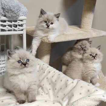 Adorable Ragdoll Kittens