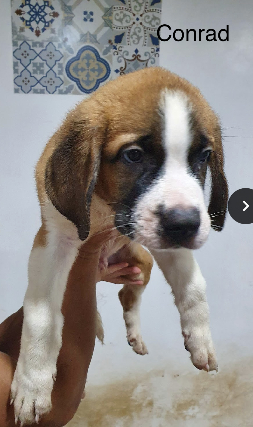 St Bernard pups