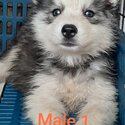 Quality Thailand import line Husky for sale