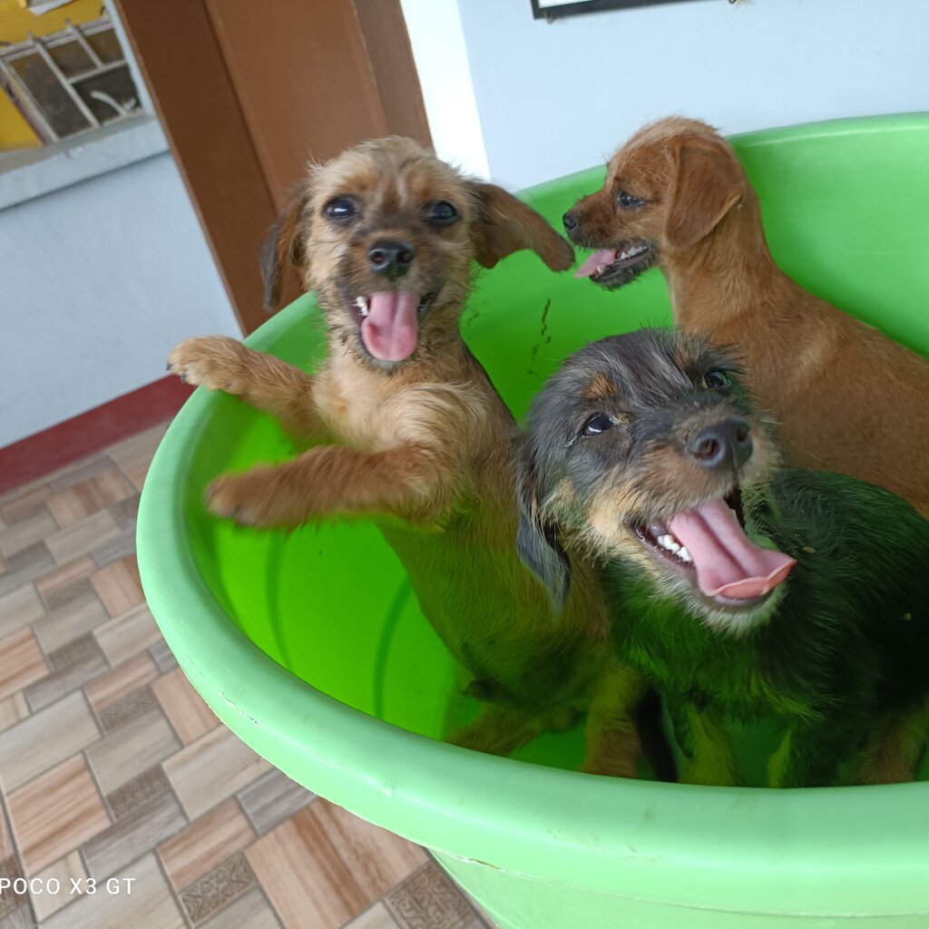 Min pin shih tzu puppies sale