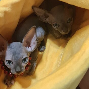 Sphynx Cats Male and Female Almost 3 Months old