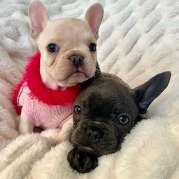 French Bulldog Puppies