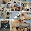 Pure Breed Golden Retriever Puppy/Puppies-2