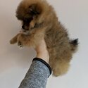 Beautiful Pomeranian puppies for good homes