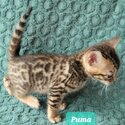 Amazing bengal kitten available