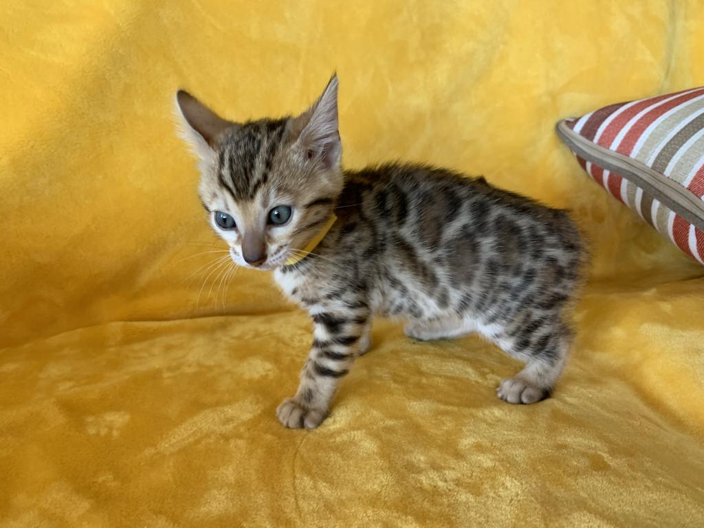 2 Beautiful Bengal Kittens