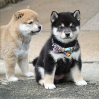 Shiba Inu Puppies Viber/Whatsapp:(+63-945-546-4913)