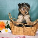 Teacup Yorkie puppies  Whatsapp/Viber:(+63-945-546-4913)
