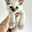 Ragdoll kitten available 