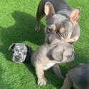 adorable french bulldog puppies for adoption                                   viber: +63 9063460759